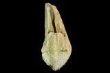 Partially Rooted Triceratops Tooth - North Dakota #128505-1